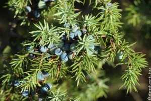 Boróka: szépen elél a homokos talajon is