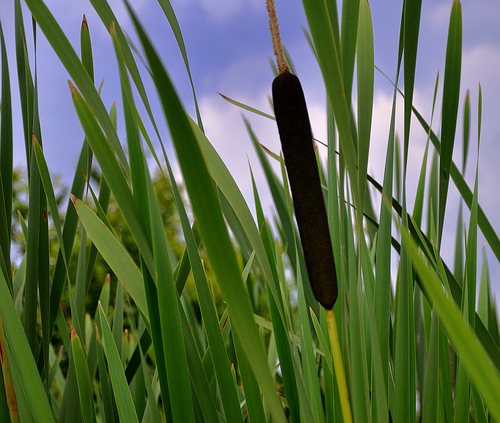 A széleslevelű gyékény (Typha latifolia)