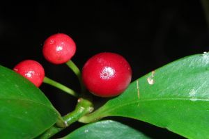 Csúcs ez a virág! - avagy a Csúcsvirág (Ardisia crispa)