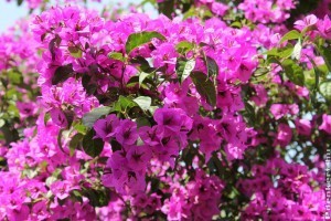 Hogyan gondozzuk a murvafürtöt, bugit? (Bougainvillea) Így hoz rengeteg virágot