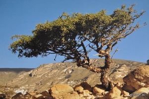 Balzsamfa (Commiphora spp.)