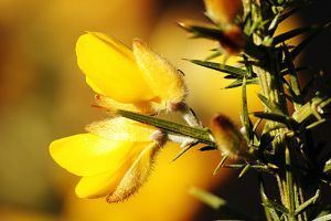 Sünzanót (Ulex europaeus)