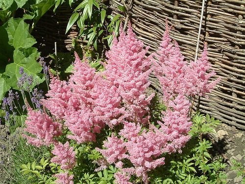 Termesszünk csótárvirágot (Astilbe)!