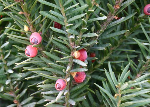 Ismerjük meg az Oszloptiszafát (Taxus x media)!