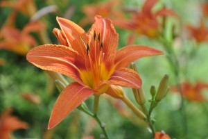 Ismerkedjünk a Sásliliommal (Hemerocallis)!