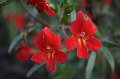 Hogyan gondozzuk a bohócvirágot (Mimulus moschatus)?