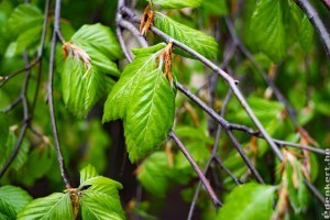 Ismerd meg a közönséges gyertyánt (Carpinus betulus)!