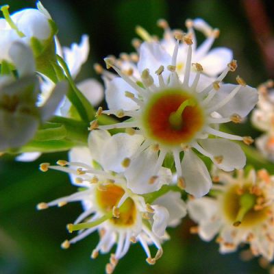 A legendás babérmeggy (Prunus laurocerasus) - 1. rész