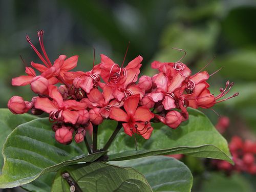 A skarlátvörös végzetcserje (Clerodendrum splendens)