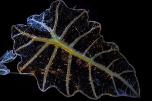 Az ördöglevél (Alocasia sanderiana)