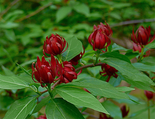 Az illatos fűszercserje (Calycanthus floridus) gondozása