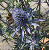 Hogyan gondozzuk a kék iringót (Eryngium planum)?