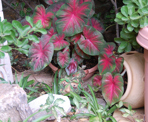 Milyen növény a tarkalevél (Caladium)?