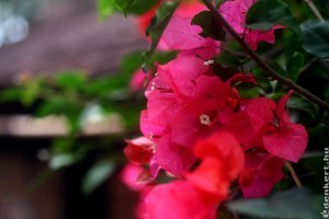 Murvafürt (Bougainvillea): így készítsd fel a szezonra