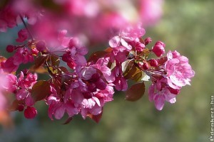 A legnépszerűbb virágzó díszfák (Prunus nemzetség)