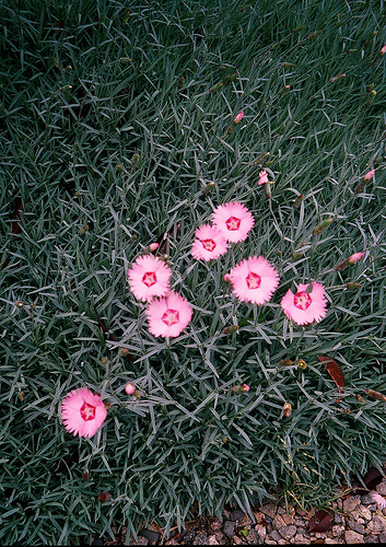 Érdekességek a szegfűről (Dianthus)