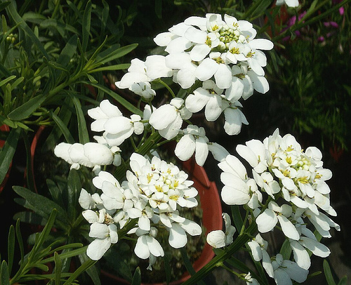 Az örökzöld tatárvirág (Iberis Sempervirens) nevelése