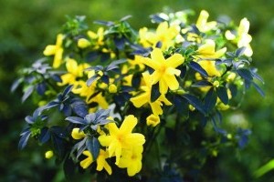 Hogyan neveljünk szép kínai jázmint (Jasminum Mesnyi)?