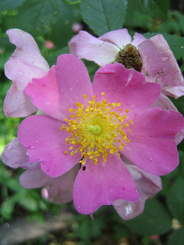 Ismerjük meg a rózsákat! - A Rosa setigera