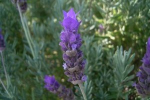 A francia levendula (Lavandula dentata)