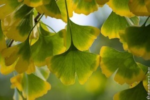 Páfrányfenyő (Ginkgo biloba) ültetése: ezeket jó tudni