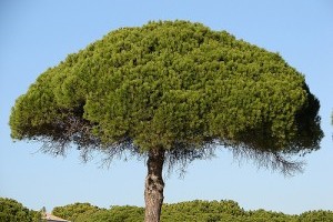 Ismerjük meg a mandulafenyőt (Pinus Pinea)! - 1. rész