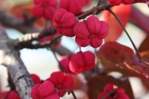 A csíkos kecskerágó (Euonymus europaeus) - 1. rész