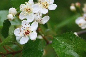 Ismerjük meg a Crataegus viridis galagonyát!