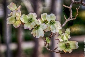 A somfa (Cornus florida) története