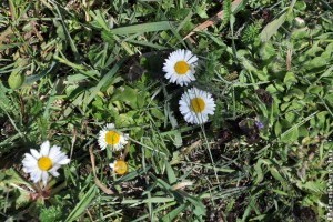 Érdekességek a százszorszépről (Bellis perennis)