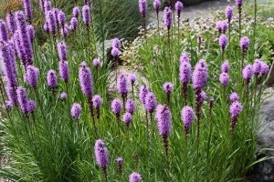 A fűzéres díszcsorba (Liatris Spicata)