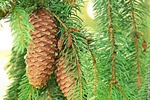 A lucfenyő és rokonai (Picea)