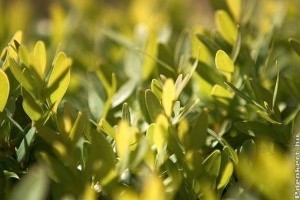 Buxus sempervirens - Örökzöld puszpáng