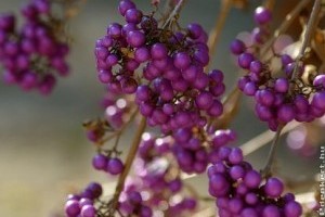 Őszi lila gyöngyök: kínai lilabogyó