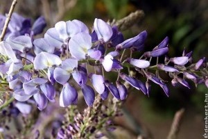 Wisteria - Kényes virágzsákok