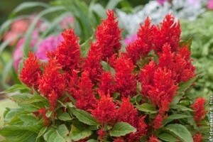 A magyar Celosia plumosa ‘Arrabona’ a legszebb az egész világon