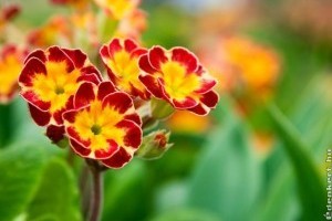 Kankalin, primula