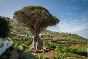 Turistalátványosság Tenerifén a legöregebb és legnagyobb sárkányfa