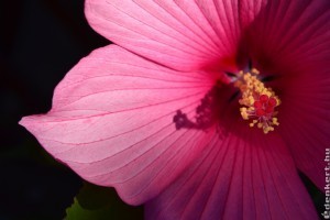 Így lesz gyönyörű a mocsári hibiszkusz