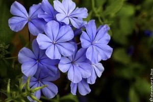 Ólomvirág (Plumbago): nem hiszed el, mennyire imádja a tűző napot