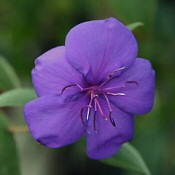 Neveljünk ibolyafát! (Tibouchina urvilleana)