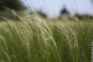 Prérikert a Green Teamben